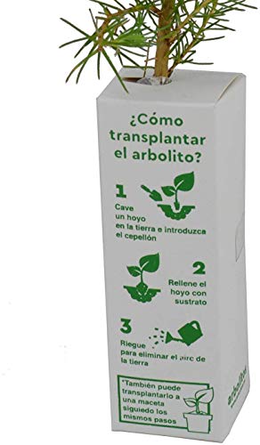 LENTISCO - arbolito de pequeño tamaño en caja de madera - PLANTA VIVA (4)