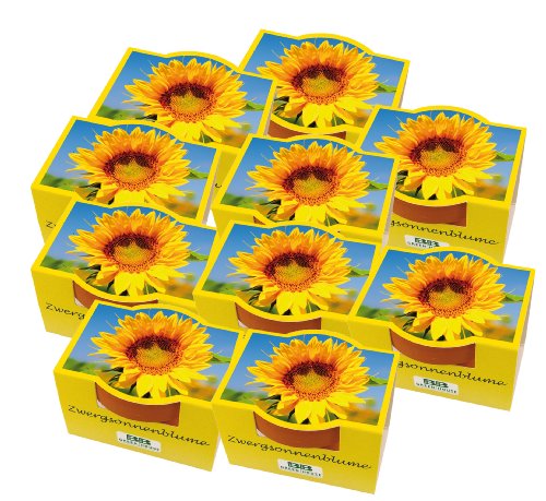 Juego de 10 mini plantas de sol enano