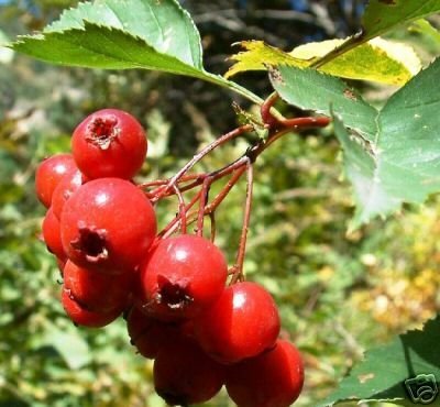 10 Hawthorn Berry Tree Seeds Crataegus Laevigata by Hawthorn Berry