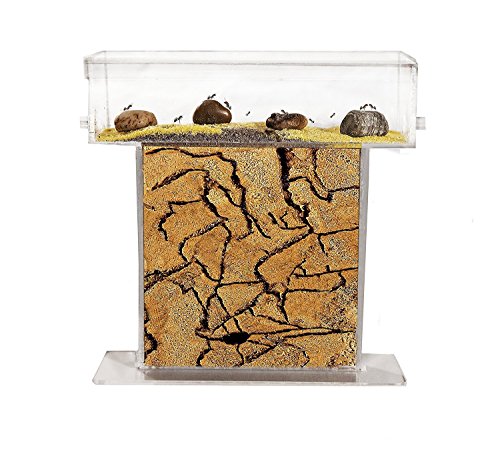 AntHouse - Hormiguero Natural de Arena - Kit T Acrílico 15x15x1,5 cm (Hormigas Gratis)