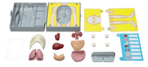 4M- Human Torso Anatomy Ciencia, Multicolor (00-03373)