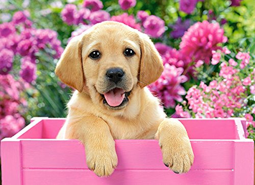 Castorland Labrador Puppy in Pink Box 300 pcs Puzzle - Rompecabezas (Puzzle Rompecabezas, Fauna, Niños, Perro, Niño/niña, 8 año(s))