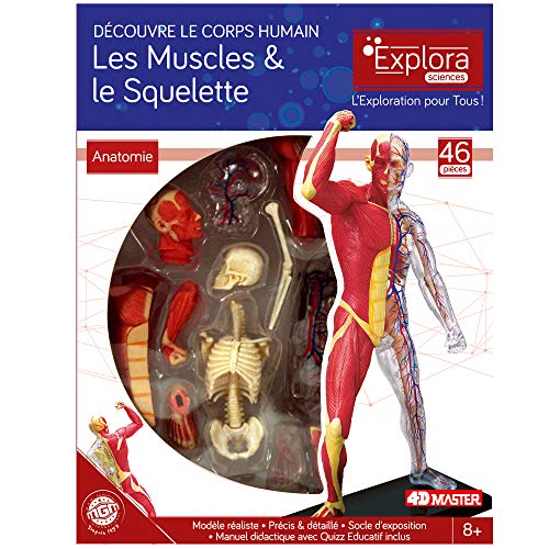 EXPLORA CIENCES 546058 - Esqueleto Humano y músculo, 46 Piezas, 19 cm, Esqueleto + Elementos Desmontables + Base – Kit de Descubrimiento – A Partir de 8 años