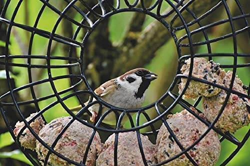 Rompecabezas De 1000 Piezas Para Adultos, Juegos Intelectuales Educativos Decoración Del Hogar Juegos De Juguetes Para Aliviar El Estrés Para La Familia - Plumas De Pájaro Pájaro Cantor