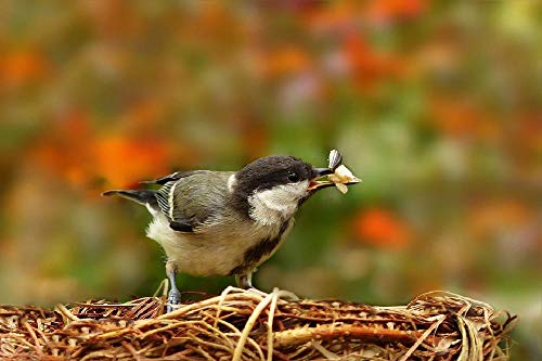 Rompecabezas De 1000 Piezas Para Adultos, Juegos Intelectuales Educativos Decoración Del Hogar Juegos De Juguetes Para Aliviar El Estrés Para La Familia - Animal Pájaro Pájaro Cantor Teta