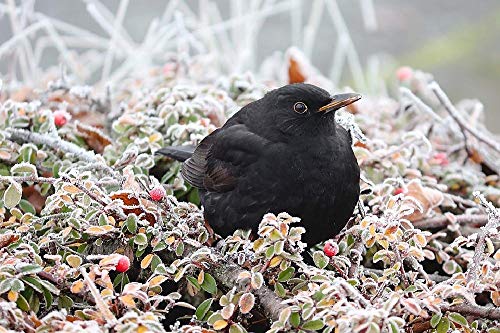 Rompecabezas De 1000 Piezas Para Adultos, Juegos Intelectuales Educativos Decoración Del Hogar Juegos De Juguetes Para Aliviar El Estrés Para La Familia - Pájaro Cantor Negro