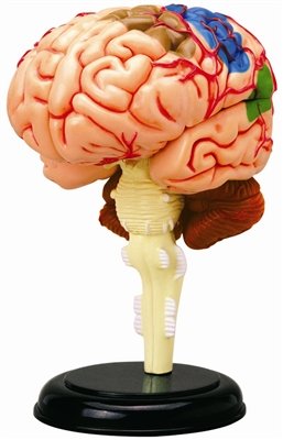 TEDCO 4D Anatomy Brain Model by TEDCO