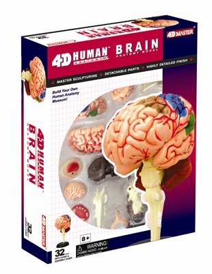 TEDCO 4D Anatomy Brain Model by TEDCO