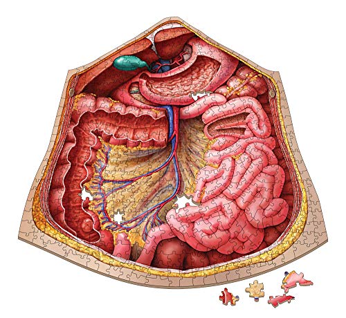 Genius Games Human Abdomen - Dr Livingston's Human Anatomy 500 Piece Stomach Jigsaw Puzzle - Educational 21 Inch Learning Toy for Children - Fun Kids Learn Medical Science Game - Anatomical Organs 03