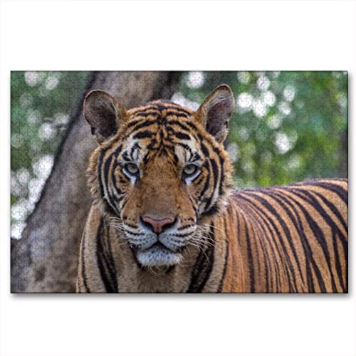 Panthera Tigris Tigris - Puzzle de madera para adultos (1000 piezas, 29.5 x 19.7 pulgadas)