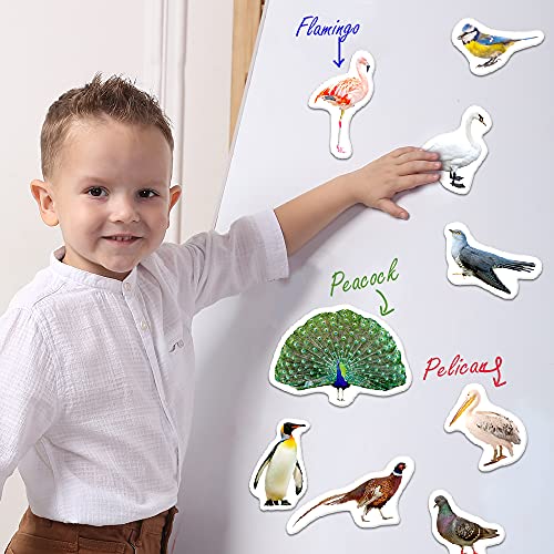 MAGDUM Imanes Nevera niños Aves - 25 Grandes imanes Bebes - Animales de Juguete - Juguetes niños 3 años - Juegos educativos niños 3 años - Nevera Juguete - Iman de Nevera Infantil - Juego imanes