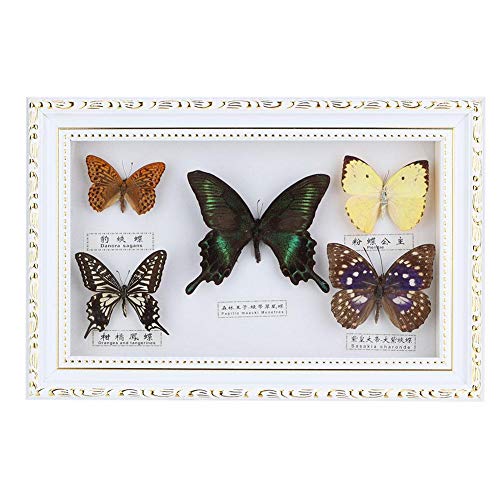 Mariposa enmarcada real, Exhibición de muestras de mariposas con marco blanco y negro Taxidermia Decoración para el hogar-5 Colección de especies vívidas para vacaciones y cumpleaños(Marco blanco)