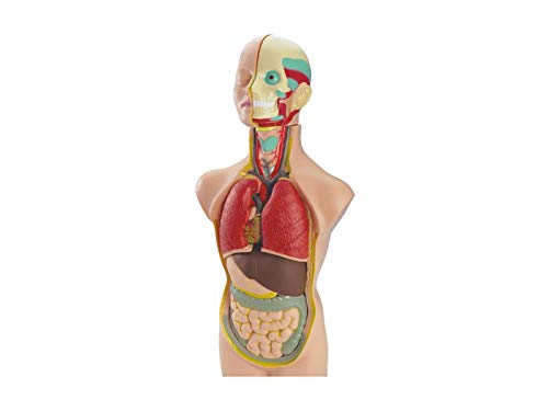 Miniland Educational 99020 - Set anatomía