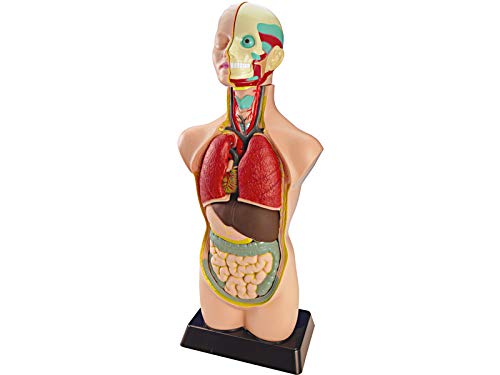 Miniland Educational 99020 - Set anatomía