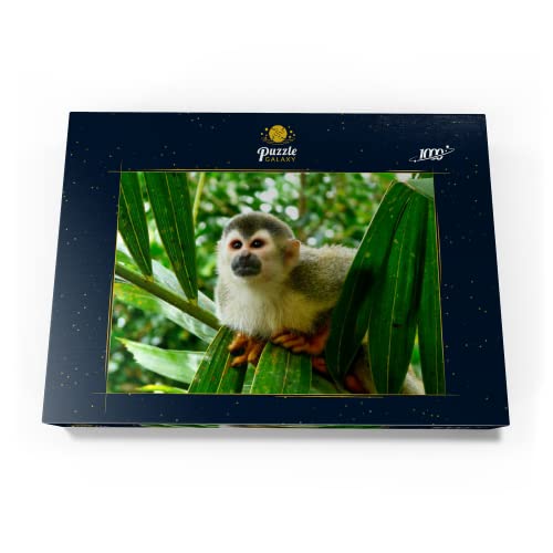 Mono Ardilla, Costa Rica - Premium 1000 Piezas Puzzles - Colección Especial MyPuzzle de Puzzle Galaxy