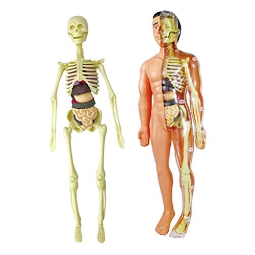 Sharplace Modelo de Cuerpo Humano, Herramientas de Aprendizaje de Demostración para El Aula de Ciencias, Pantalla Realista de Anatomía Humana para Niños, Recurs - Modelos de anatomía