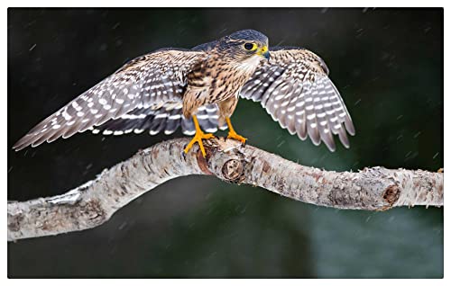 1500 Piezas Puzzle,Puzzle de Madera para Adultos,Águila Halcón Raptor Puzzle,Juego de Desafío Familiar