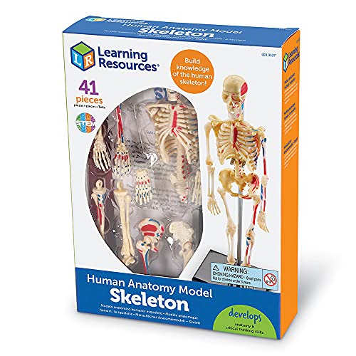 Learning Resources - Figura educativa de esqueleto humano