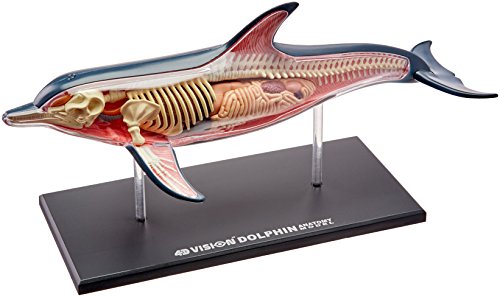 Famemaster 4D-Vision Dolphin Anatomy Model by Fame Master