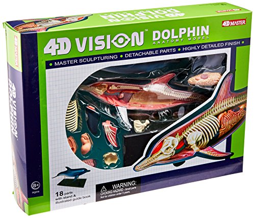 Famemaster 4D-Vision Dolphin Anatomy Model by Fame Master