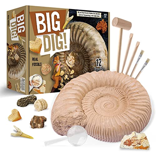 JTSGHRZ Dig Kit Dige 12 Fósiles Reales con Kit De Excavación Arqueología De Ciencias De Mineral Juguete Educativo Fósiles de Arqueología para Geología Entusiastas De Cualquier Edad,Brown