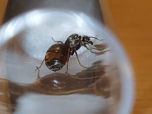 Movilizante tienda hormigas vivas Lasius Niger viven reina hormiga con cría(huevo, larva, pupa)