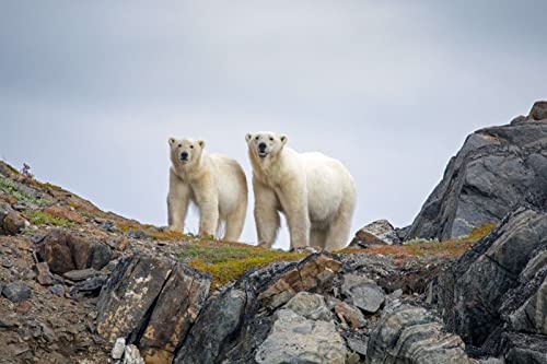 OEFMAF Rompecabezas 1000 Piezas -Oso Polar En La Cima De La Montaña -Puzzles para Adultos,Puzzle Creativo para Adultos,Regalos De Cumpleaños / Navidad / Halloween para Niños Y Adultostamaño:38X26Cm