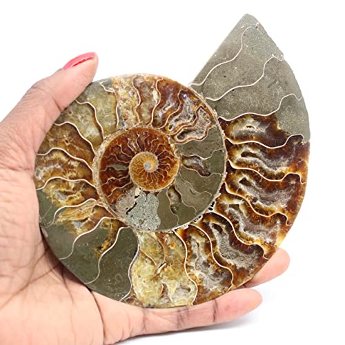 Ravaka et Mineraly Madagascar - Ammonita fósil (260 g, 135 mm)