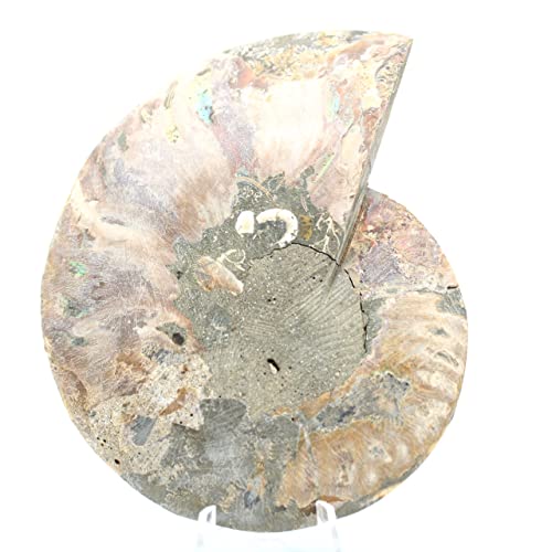 Ravaka et Mineraly Madagascar - Ammonita fósil (260 g, 135 mm)