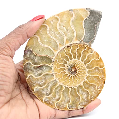 Ravaka et Mineraly Madagascar - Ammonita fósil de Madagascar (150 g, 115 mm)