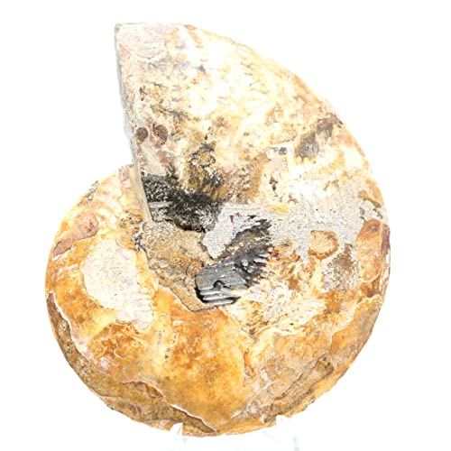 Ravaka et Mineraly Madagascar - Ammonita fósil de Madagascar (150 g, 115 mm)