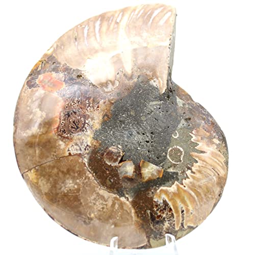 Ravaka et Mineraly Madagascar - Ammonita fósil de Madagascar (290 g, 140 mm)