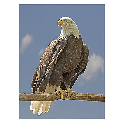 Yingxin34 Rompecabezas 1000 Piezas para Adultos Mujeres Hombres | Eagle on Branch | Rompecabezas de Castillo Duro difícil Grande Cartón Premium Entrelazado preciso 75x50cm (29.53x19.69inch)