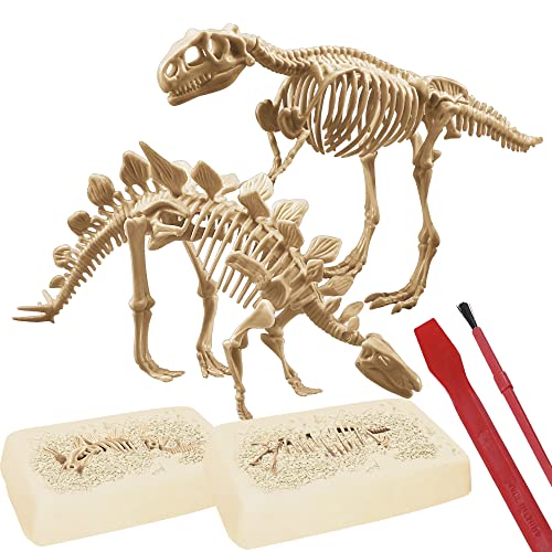 EXPLORA - 2 Esqueletos de Dinosaurios - Kit de Paleontólogo - 039402 - Yeso para Excavar - Juego para Niños - Científico - Aventura - Divertido - Fósiles - A Partir de 6 años