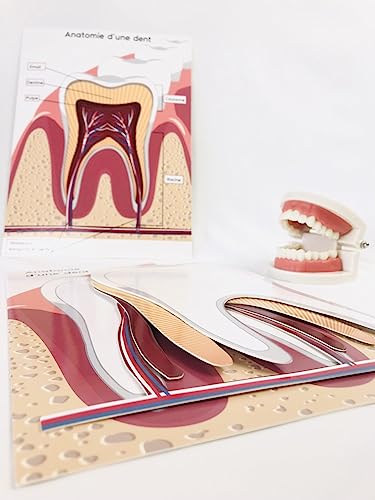 Pascha Echecs® - Anatomía de los dientes Montessori - Material educativo - Juego de maqueta dental y boca - Kit completo con cartas explicativas y nomenclaturas