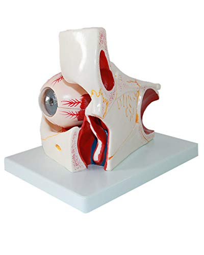 10 Parts Composition Human Eyeball Model Model Sensory Organ Model Human Eyeball and Orbit Magnification Anatomical Model Eye Model