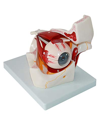 10 Parts Composition Human Eyeball Model Model Sensory Organ Model Human Eyeball and Orbit Magnification Anatomical Model Eye Model