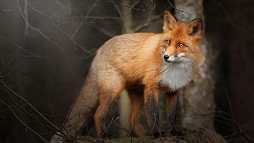 Adulto Rompecabezas De Madera 1000 Zorro Marrón En El Bosque Juegos Unisex