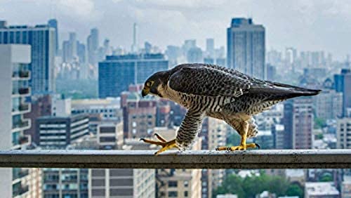 ANSNOW Rompecabezas para Adultos Rompecabezas de 1000 Piezas, Halcón Peregrino Caminando Sobre Barandilla, Chicago, Estados Unidos/Flv*046/52 * 38Cm