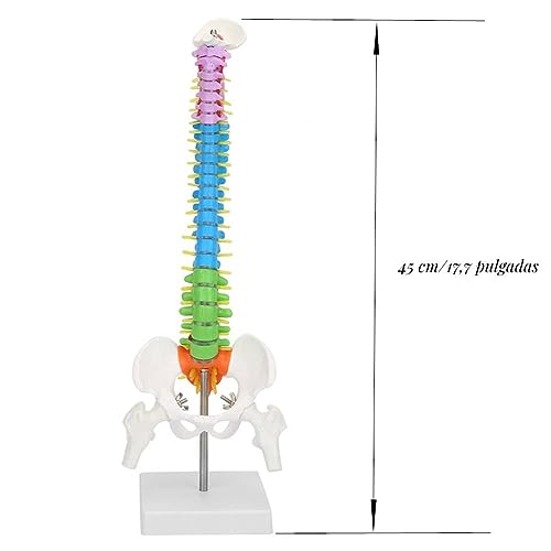 Columna Vertebral Humana, Columna Vertebral Flexible de Colores, 45cm Mini Modelo de AnatomíA de Columna Vertebral, Modelo de Columna Vertebral Humana con Pelvis, para la del Estudio del Esqueleto