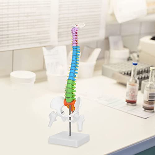 Columna Vertebral Humana, Columna Vertebral Flexible de Colores, 45cm Mini Modelo de AnatomíA de Columna Vertebral, Modelo de Columna Vertebral Humana con Pelvis, para la del Estudio del Esqueleto