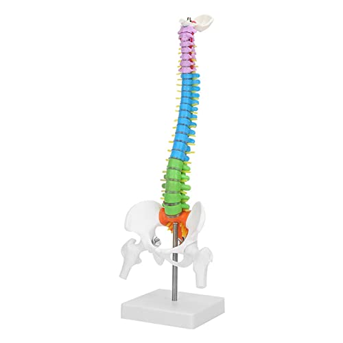 Columna Vertebral Humana, Columna Vertebral Flexible de Colores, 45cm Mini Modelo de AnatomíA de Columna Vertebral, Modelo de Columna Vertebral Humana con Pelvis, para la del Estudio del Esqueleto