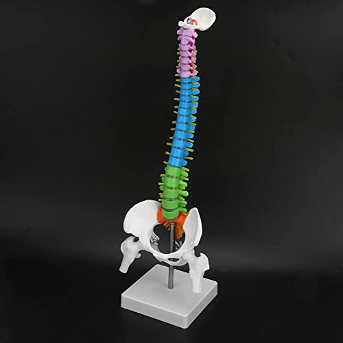 Columna Vertebral Humana, Columna Vertebral Flexible de Colores, 45cm Mini Modelo de AnatomíA de Columna Vertebral, Modelo de Columna Vertebral Humana con Pelvis, para la del Estudio del Esqueleto