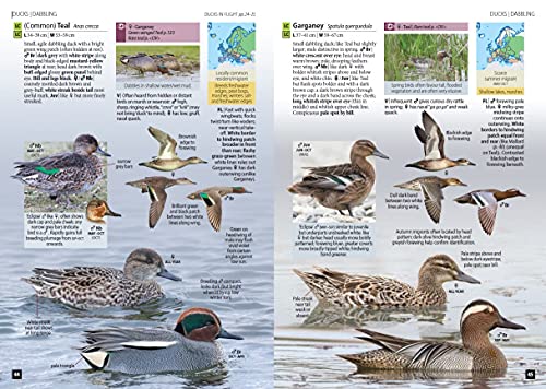 Europe's Birds: An Identification Guide (WILDGuides of Britain & Europe, 37)