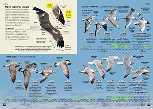 Europe's Birds: An Identification Guide (WILDGuides of Britain & Europe, 37)