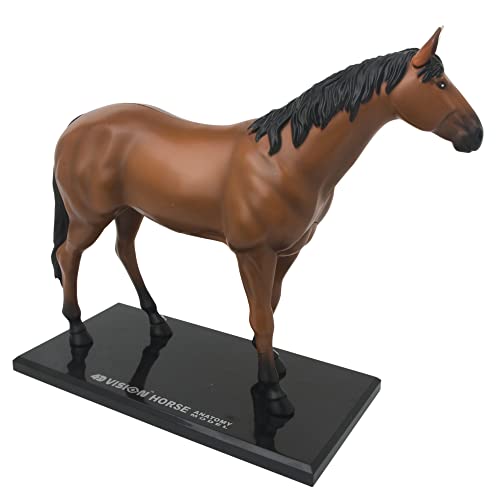 EXPLORA - Caballo - Zoología - 546101 - Modelo Realista de 26 Piezas - Instrucciones de Ensamblaje y Cuestionario Educativo - Juego para Niños - Científico - Educativo - Divertido - A partir de 8 años