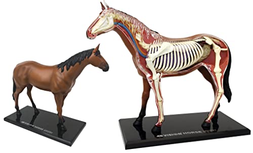 EXPLORA - Caballo - Zoología - 546101 - Modelo Realista de 26 Piezas - Instrucciones de Ensamblaje y Cuestionario Educativo - Juego para Niños - Científico - Educativo - Divertido - A partir de 8 años