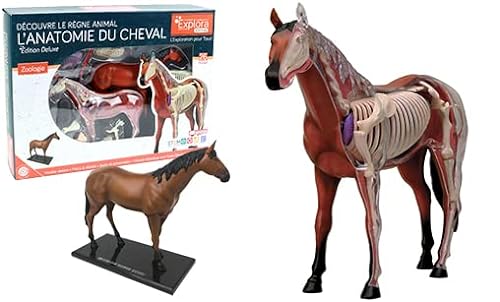 EXPLORA - Caballo - Zoología - 546101 - Modelo Realista de 26 Piezas - Instrucciones de Ensamblaje y Cuestionario Educativo - Juego para Niños - Científico - Educativo - Divertido - A partir de 8 años