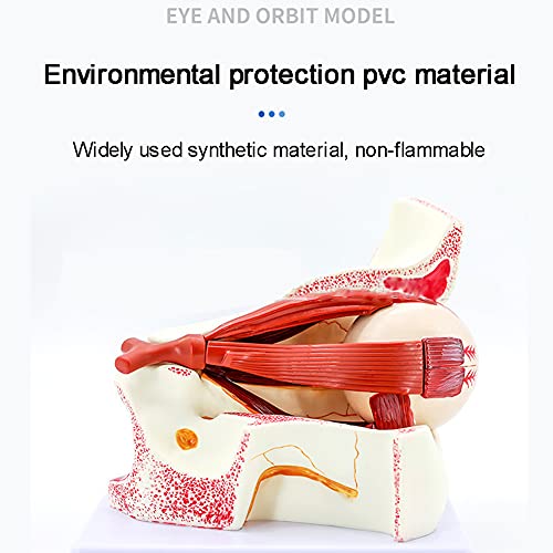 Eyeball Model, Human Eyeball and Eyelid Skeleton Model, Orbit Anatomical Study Display Teaching Resource Tool 3 Times Enlarged, for Science Classroom for School