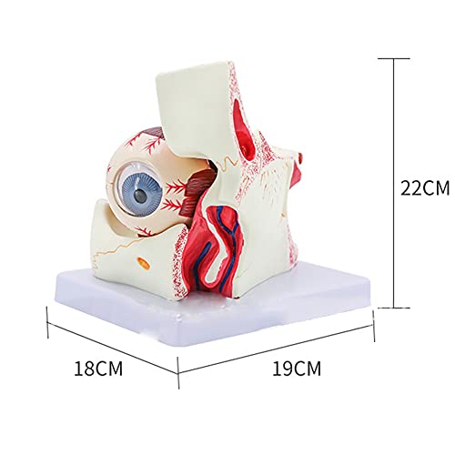 Eyeball Model, Human Eyeball and Eyelid Skeleton Model, Orbit Anatomical Study Display Teaching Resource Tool 3 Times Enlarged, for Science Classroom for School